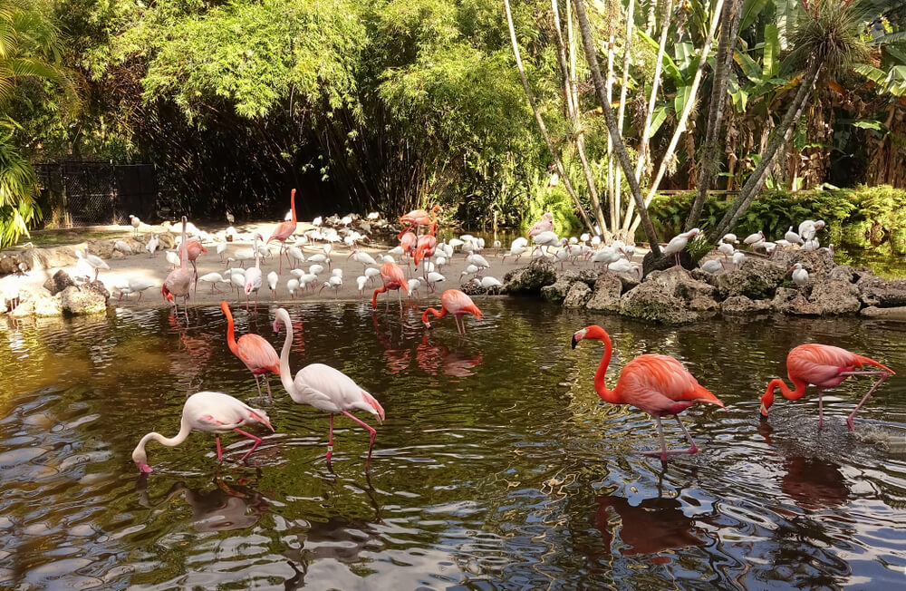 American and Greater Flamingos socialize with the White ibis at Flamingo Gardens in Davie, Florida, USA